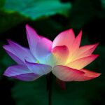 Mastering Wellness